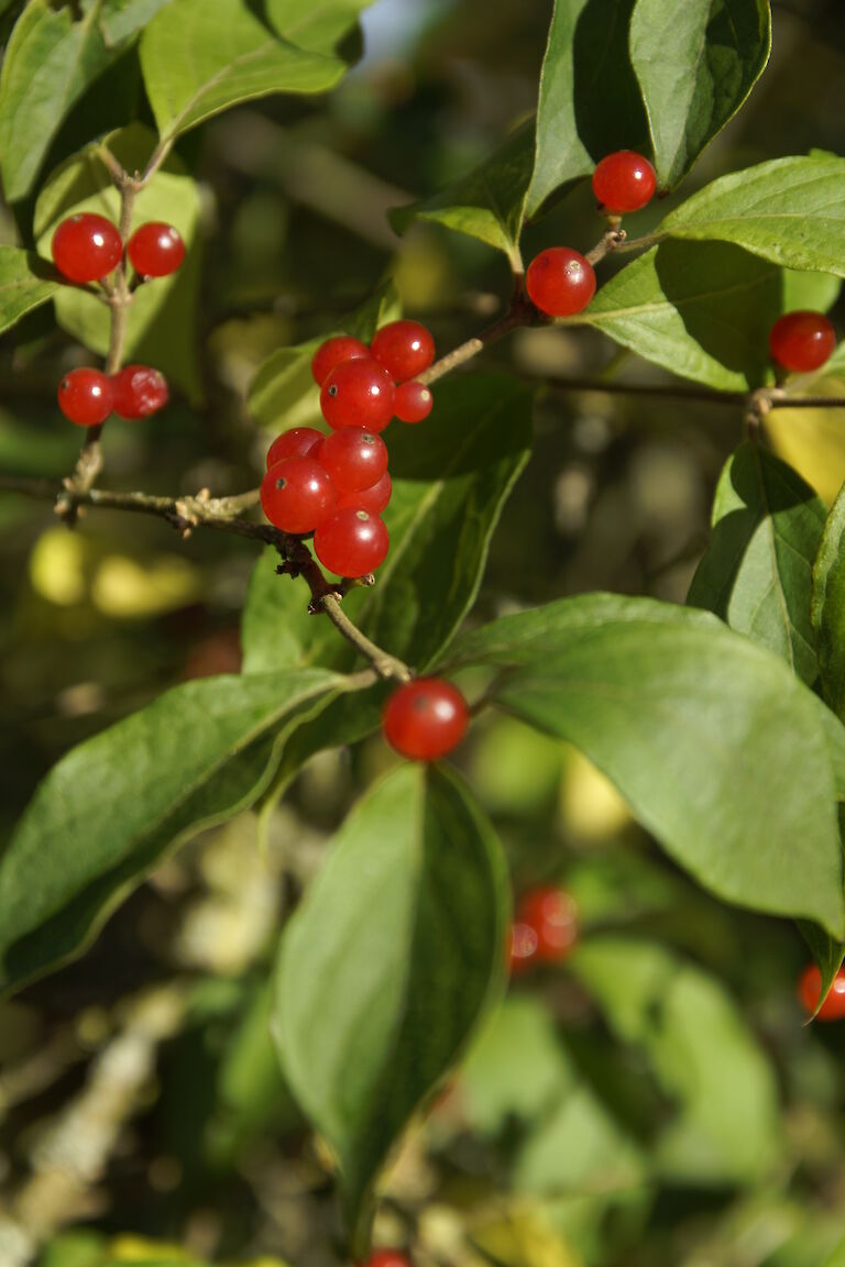 Lonicera maackii