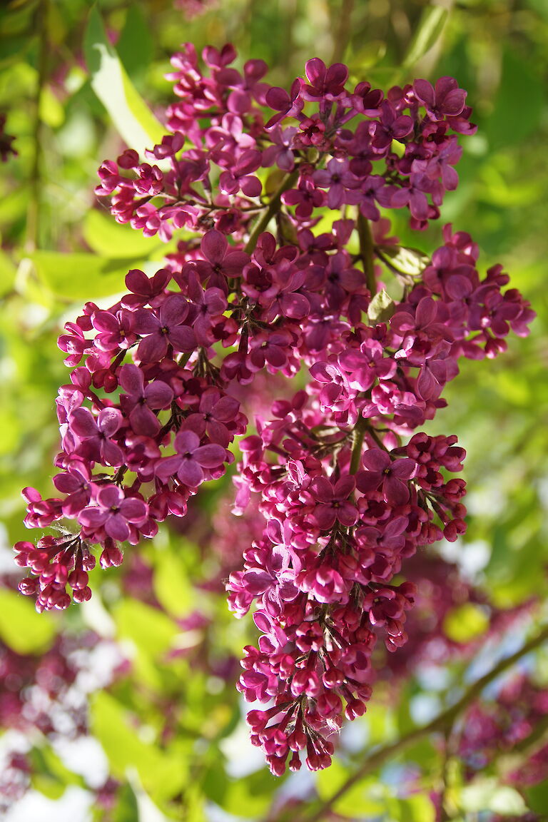 Syringa vulgaris Ludwig Spaeth