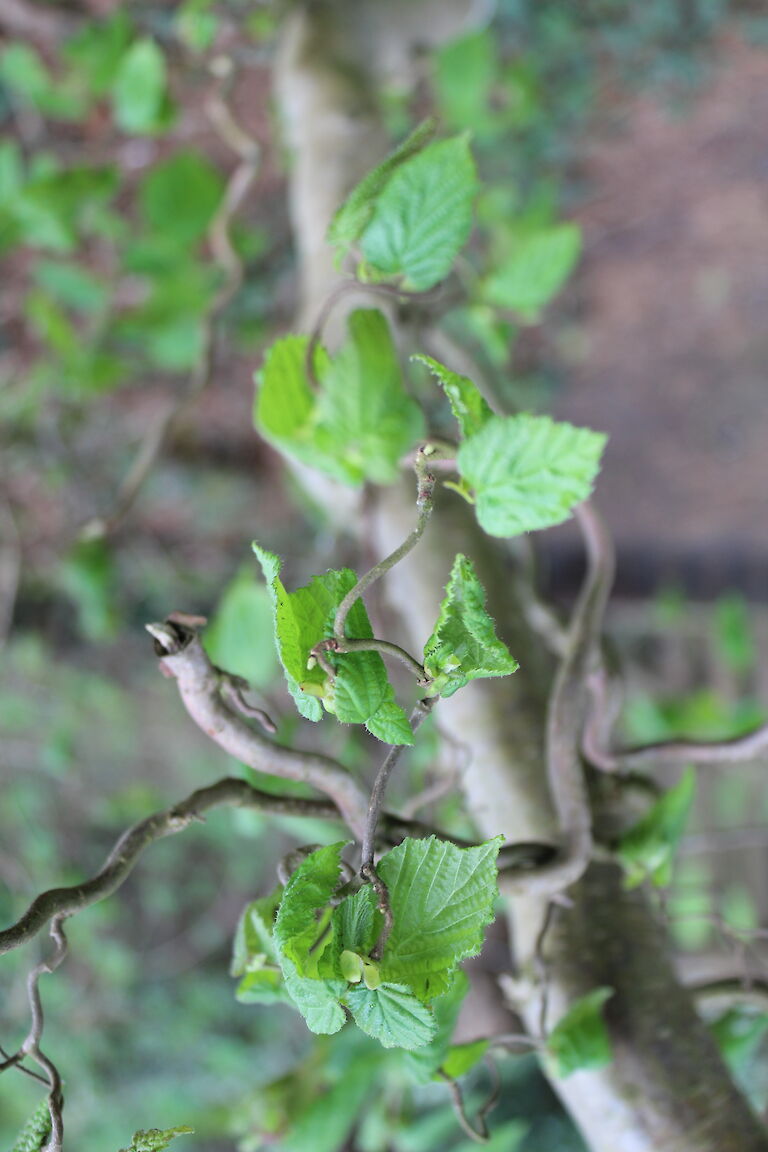 Corylus contorta avellana