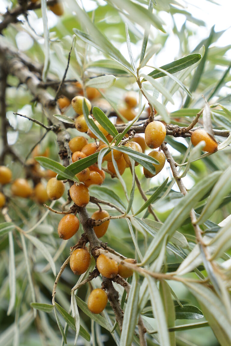 Hippophae rhamnoides Pollmix