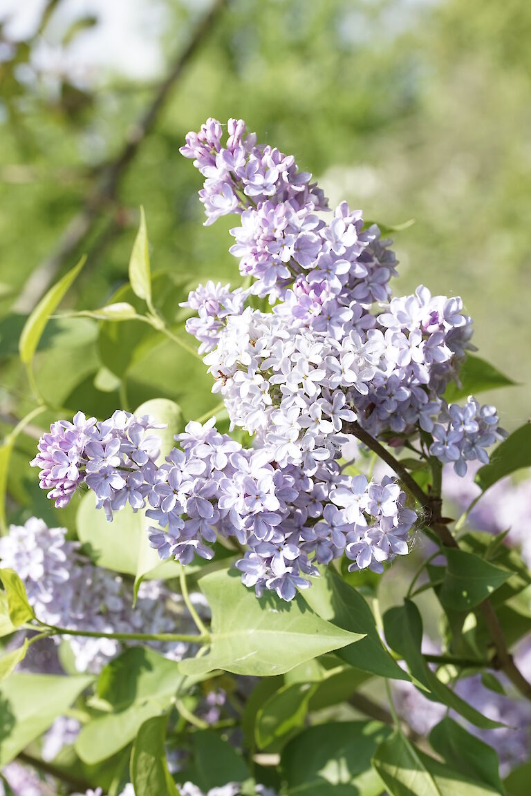 Syringa vulgaris Yankee Doodle