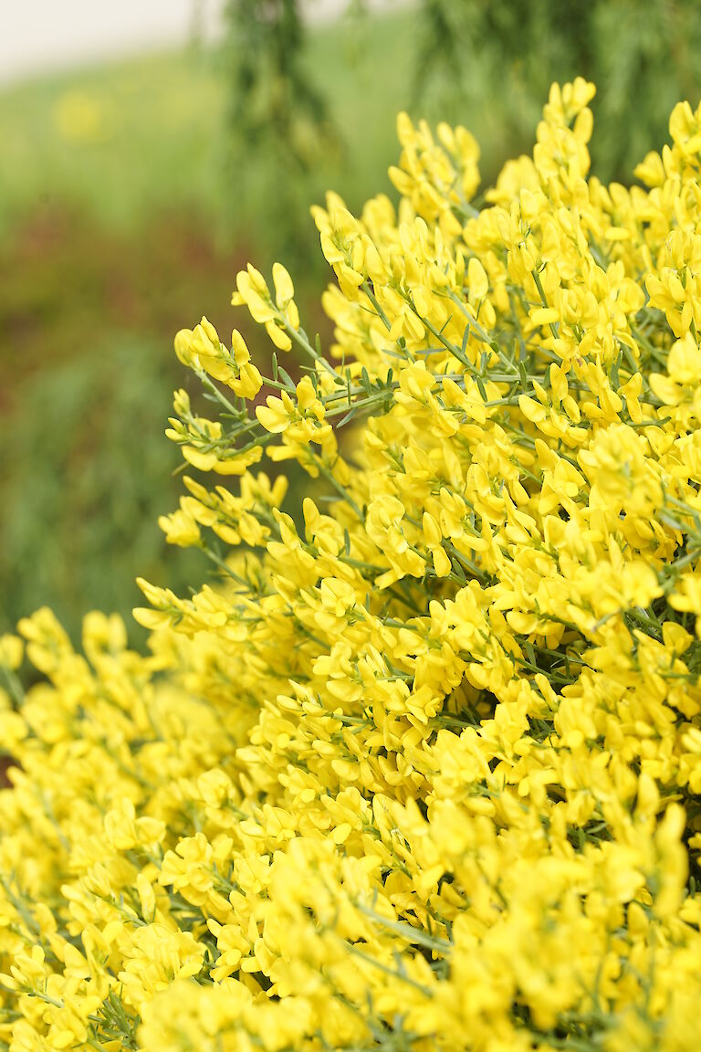 Cytisus