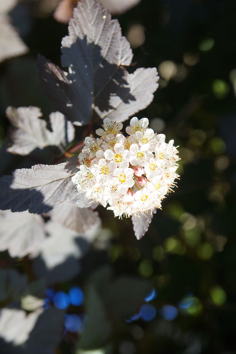 Physocarpus opulifolius 'Diabolo'