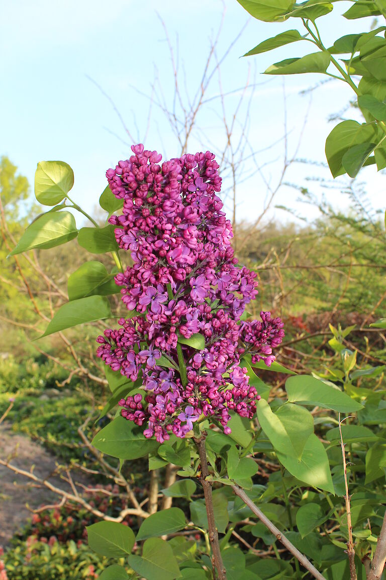 Syringa