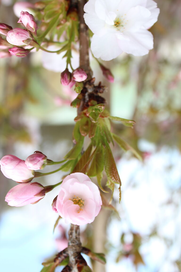 Prunus serrulata