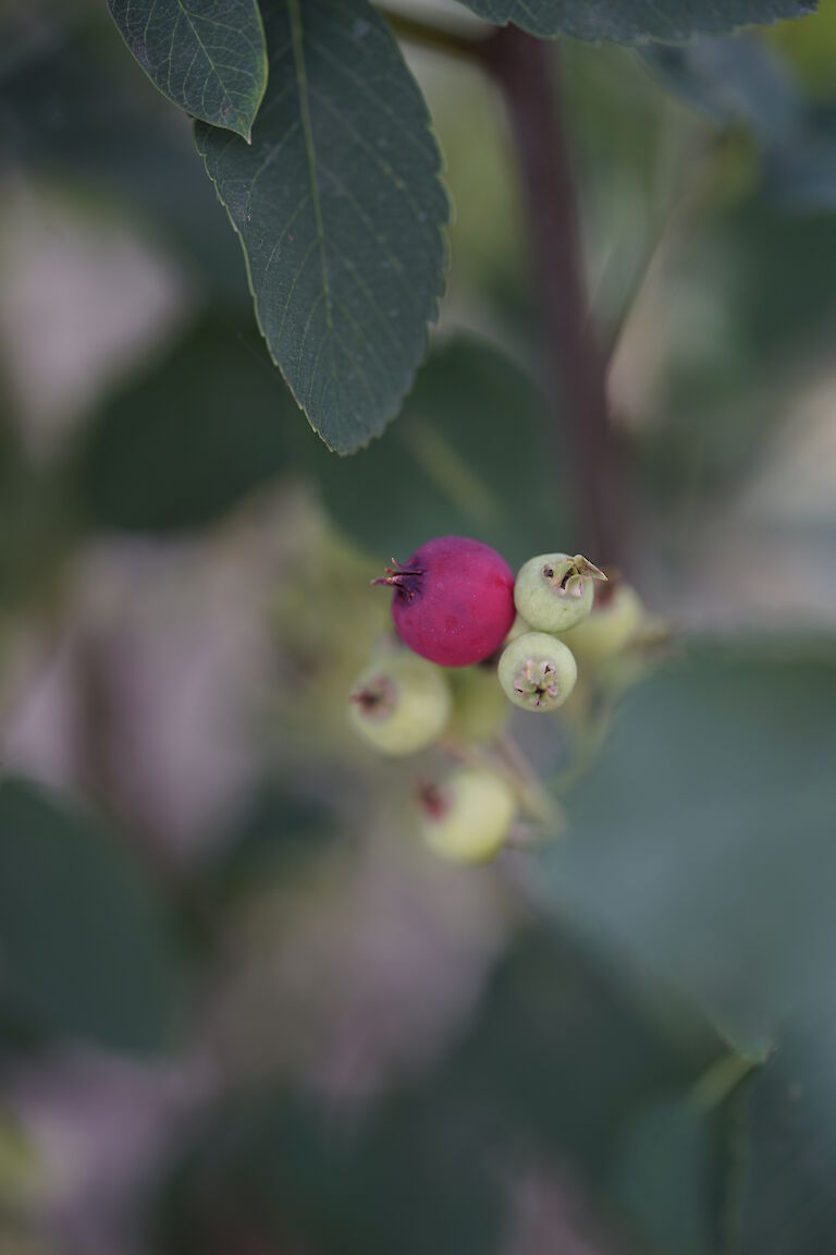 Amelanchier alnifolia Obelisk