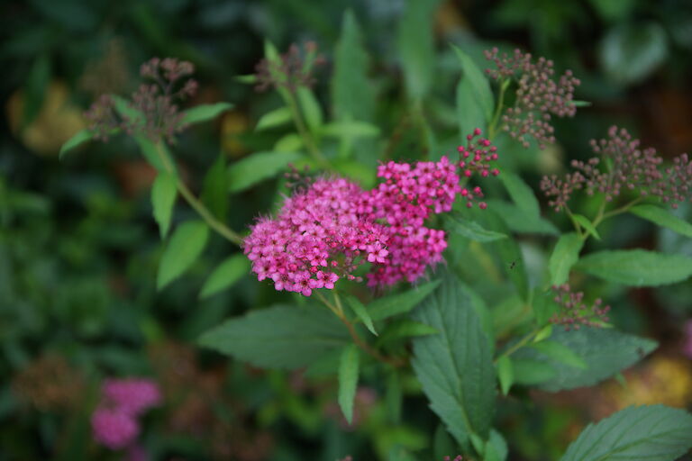 Spiraea japonica