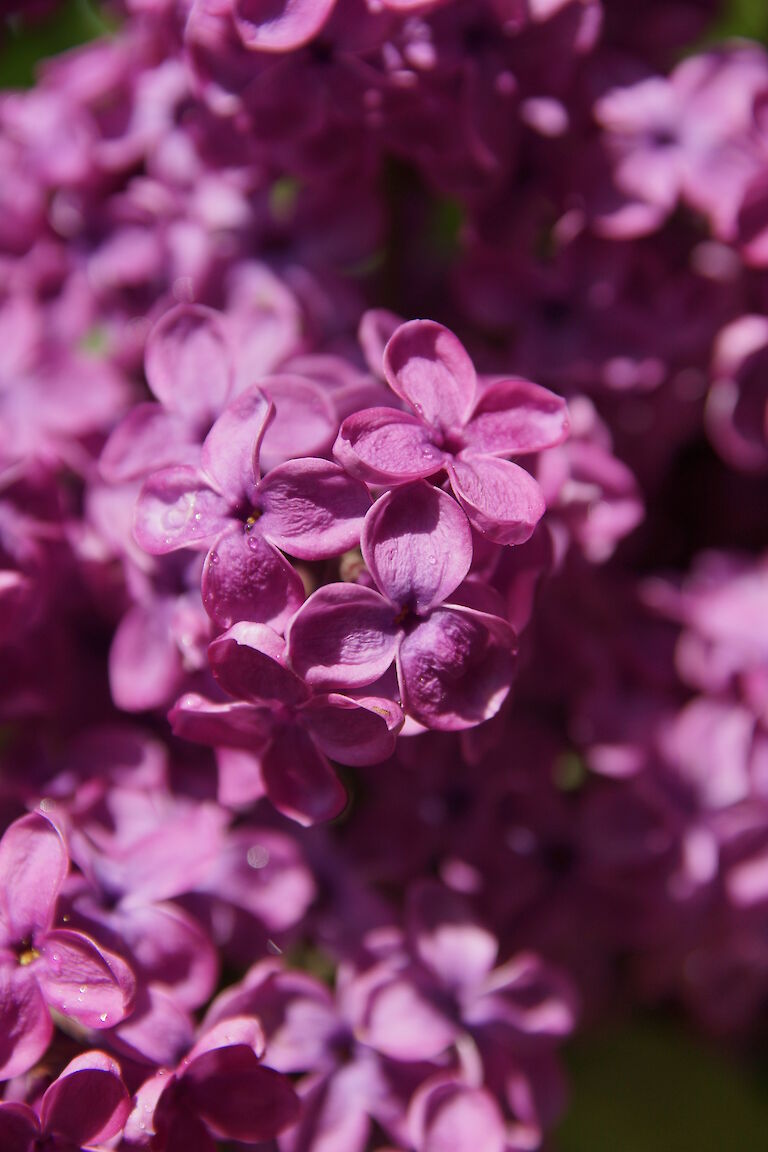 Syringa