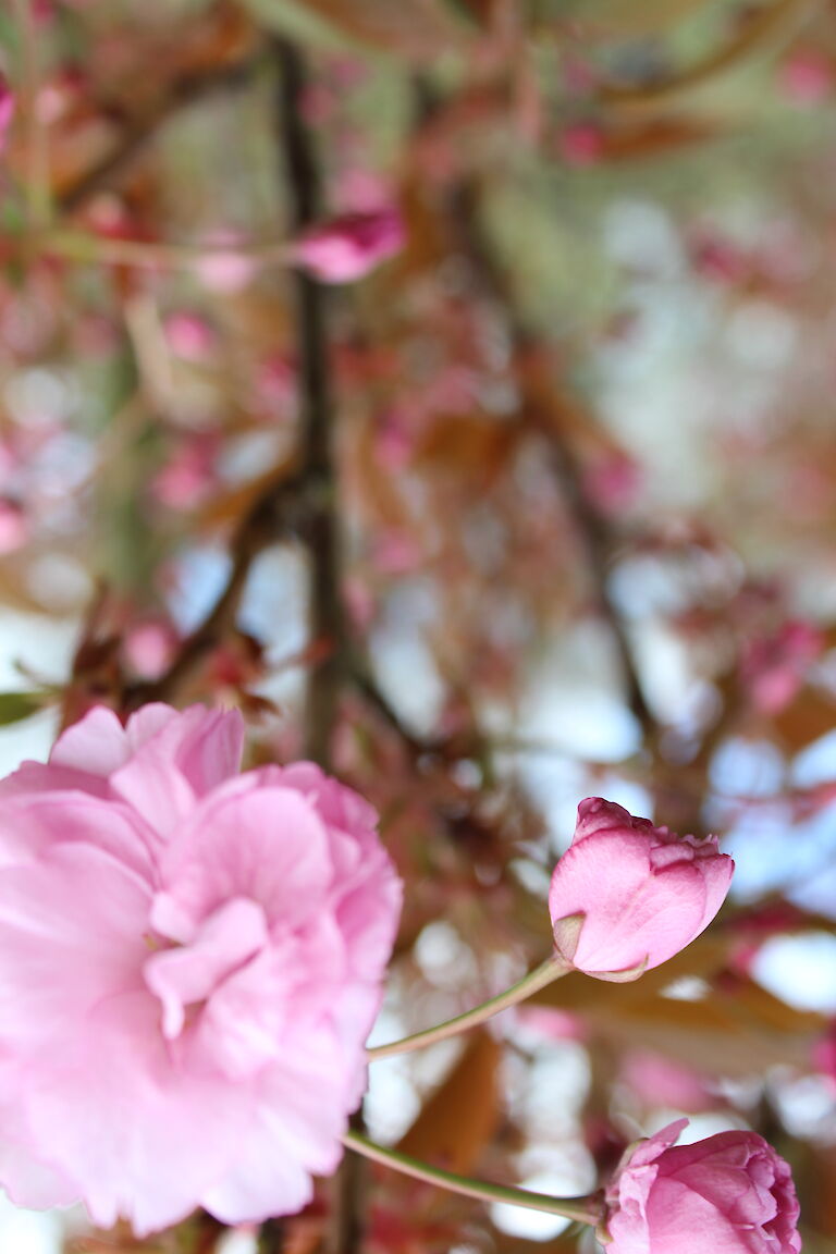 Prunus serrulata 'Kanzan'