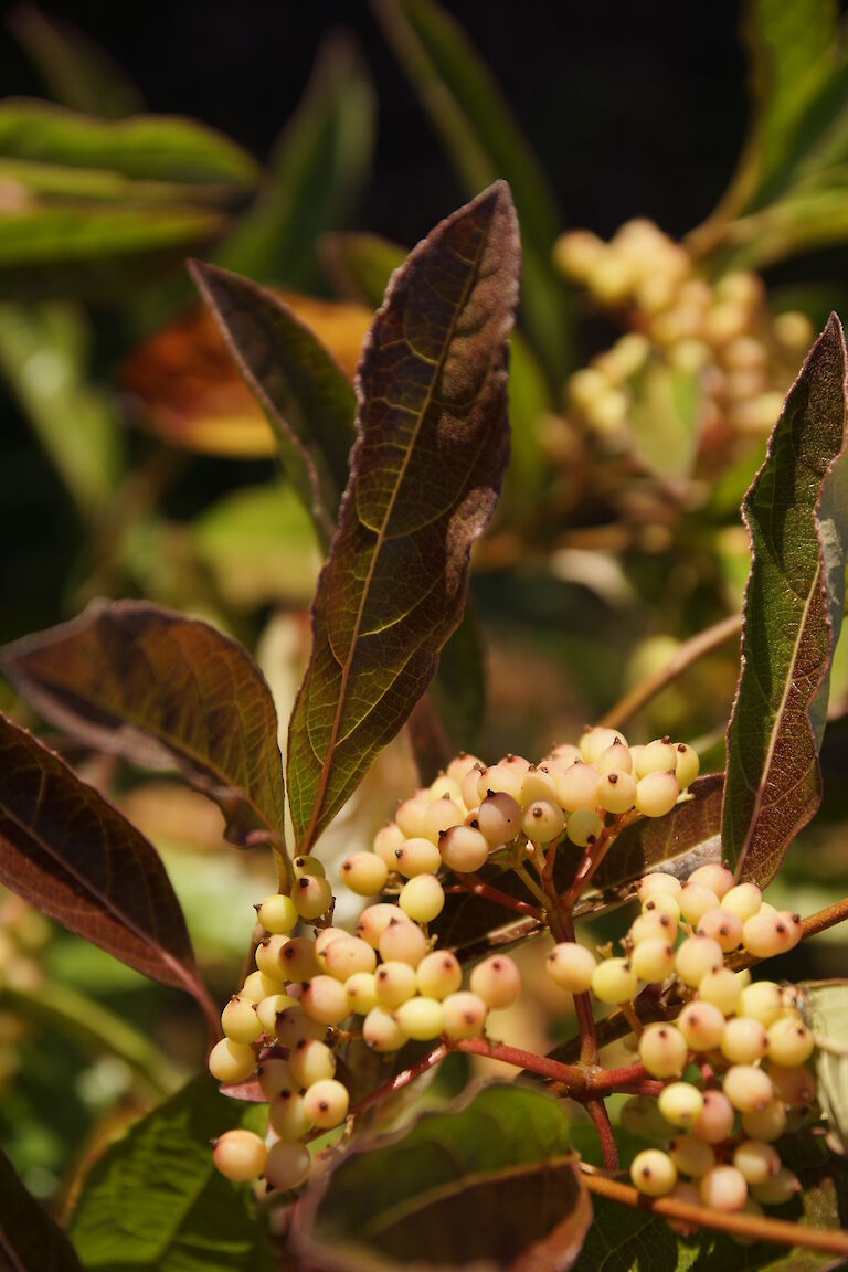 Viburnum nudum 'Winterthur'