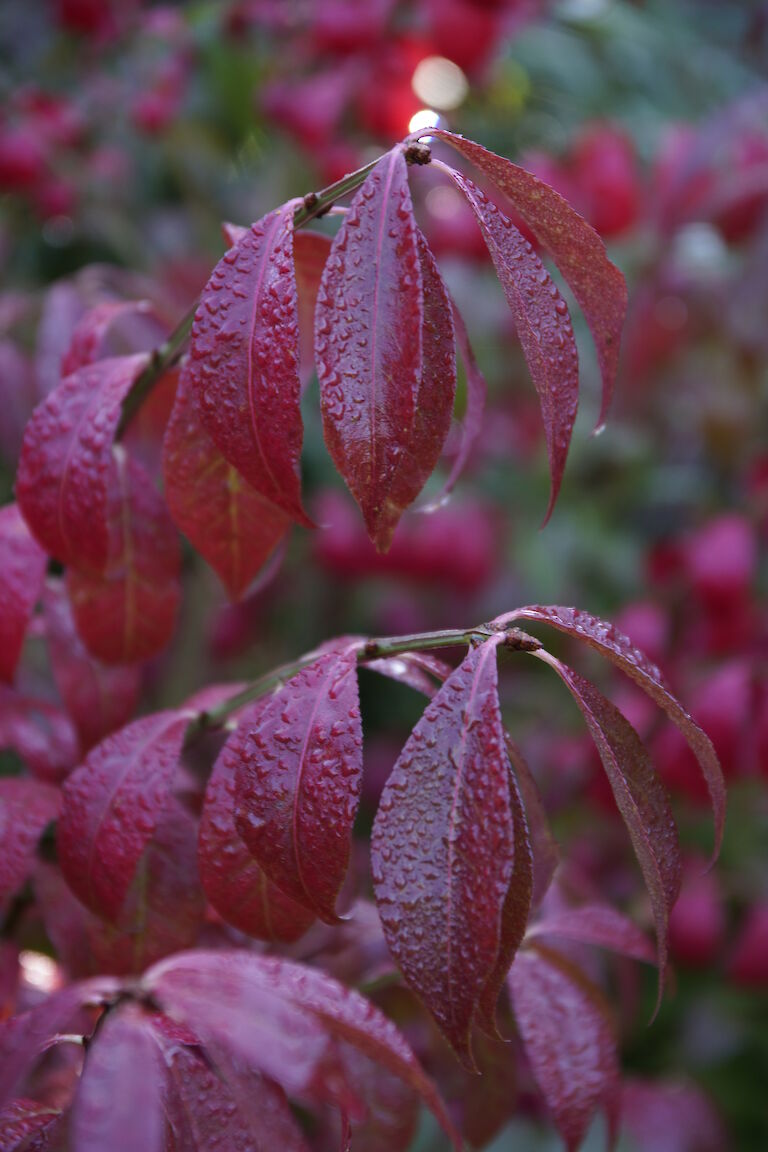 Euonymus alatus