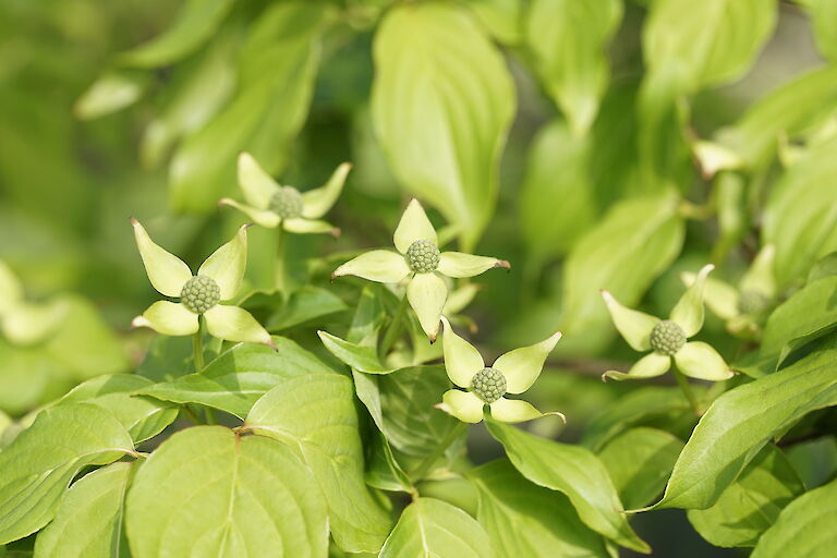 Cornus kousa var. chinensis Eurostar