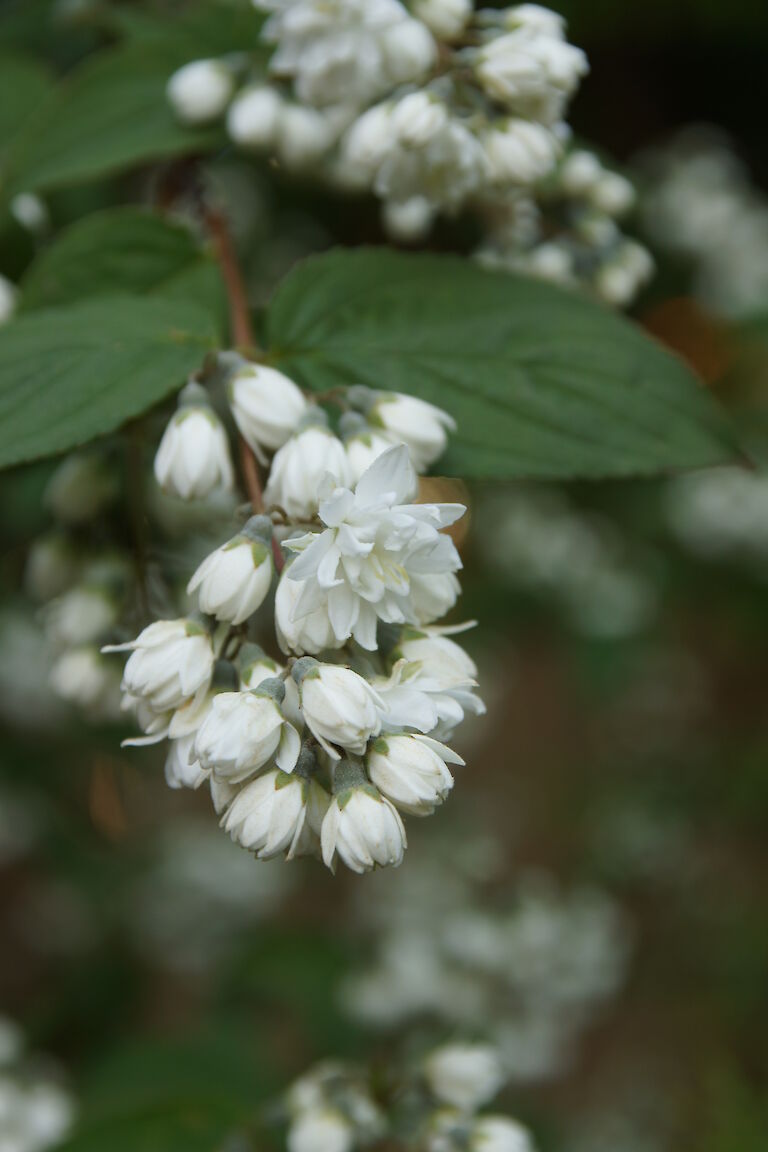 Deutzia scabra 'Candidissima'