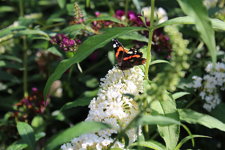 Buddleja 'White Profusion Insekt