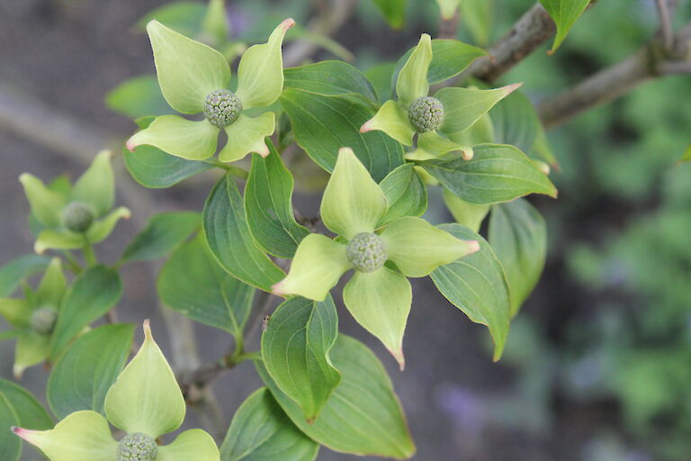 Cornus kousa var. chinensis