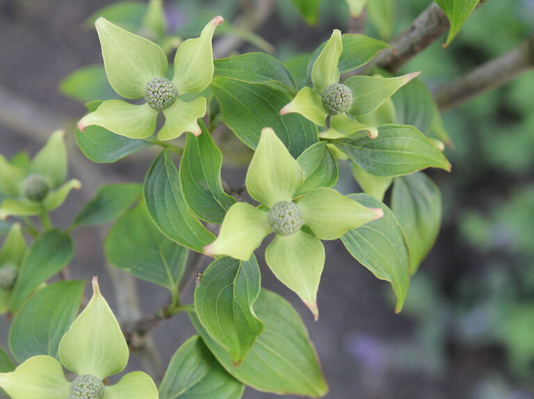 Cornus kousa var. chinensis