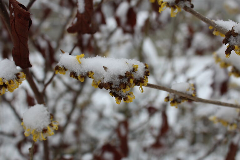 Hamamelis Winter