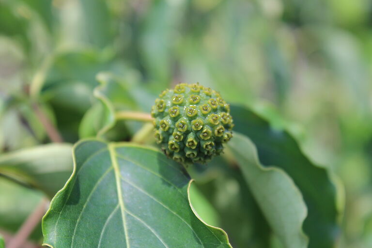 Cornus kousa var. chinensis