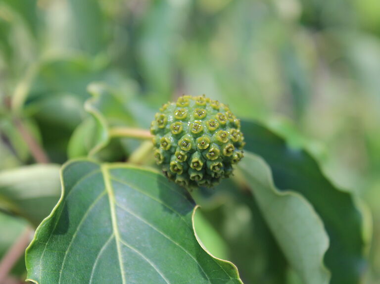 Cornus kousa var. chinensis