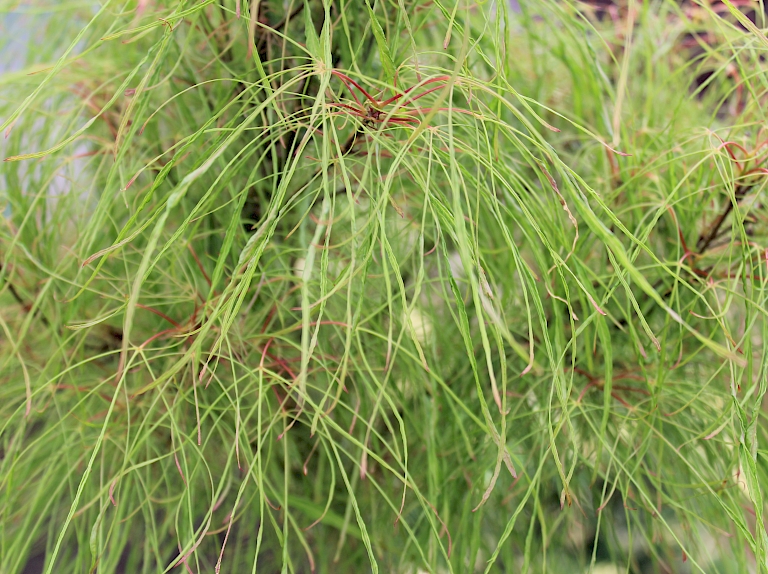 Acer palmatum 'Fairy Hair'