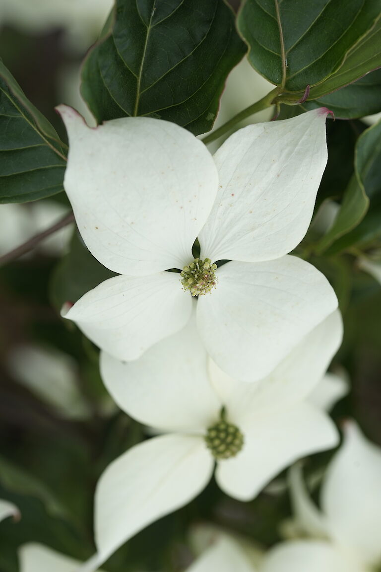 Cornus kousa var. chinensis 'China Girl'