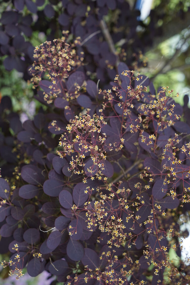 Cotinus cogg. Royal Purple