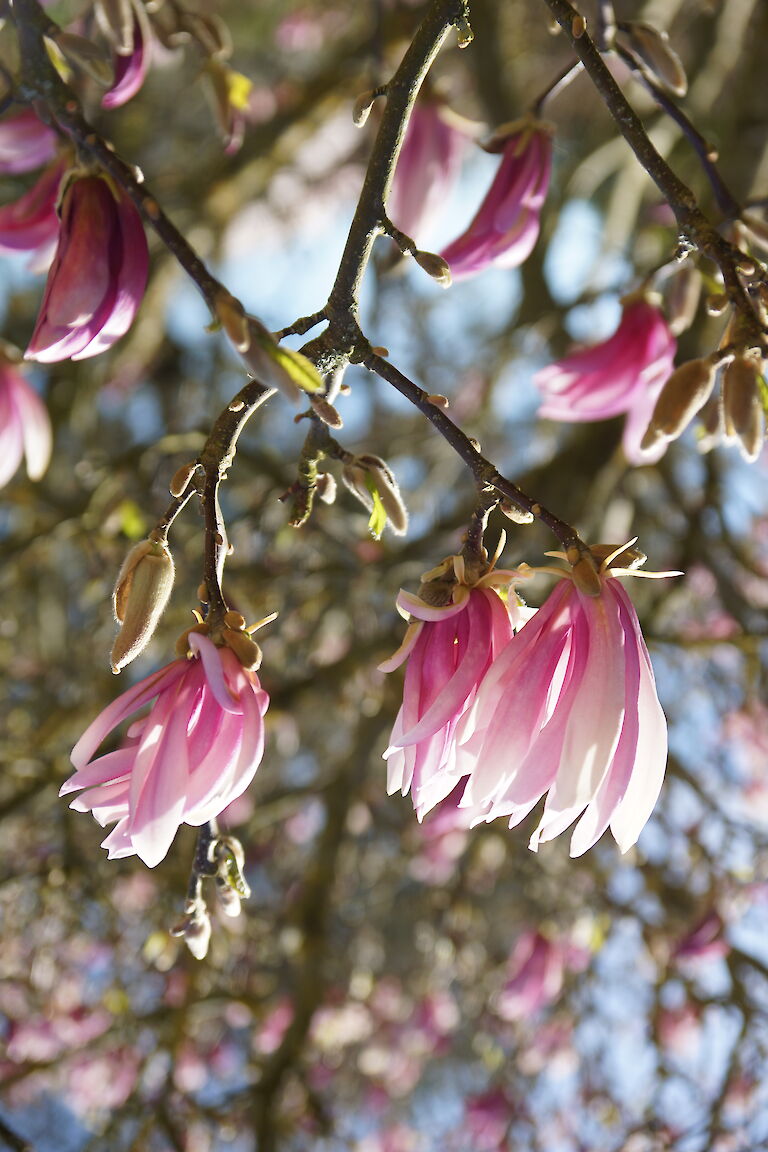 Magnolia stellata pink