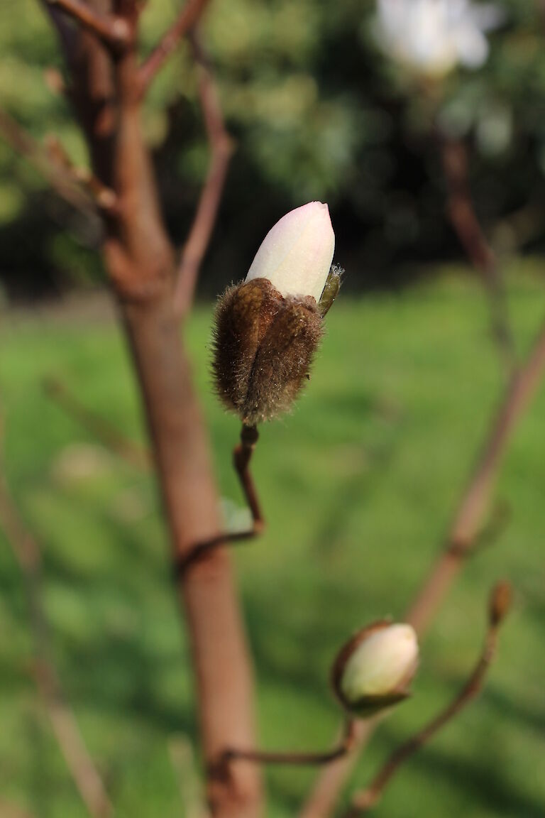 Magnolia stellata 'Royal Star'