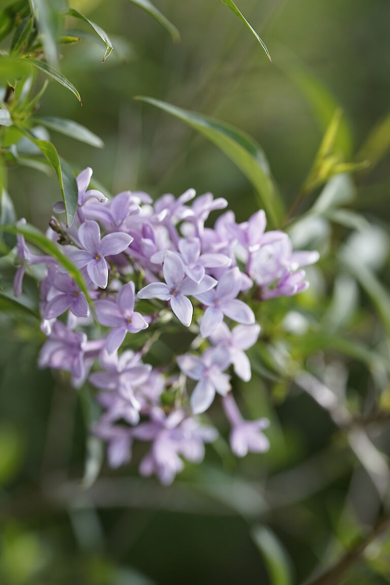 Syringa persica