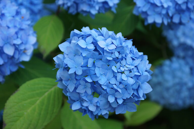 Hydrangea macrophylla