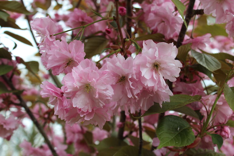 Prunus serrulata 'Kanzan'