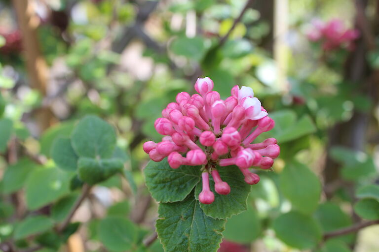 Viburnum carlesii 'Aurora'