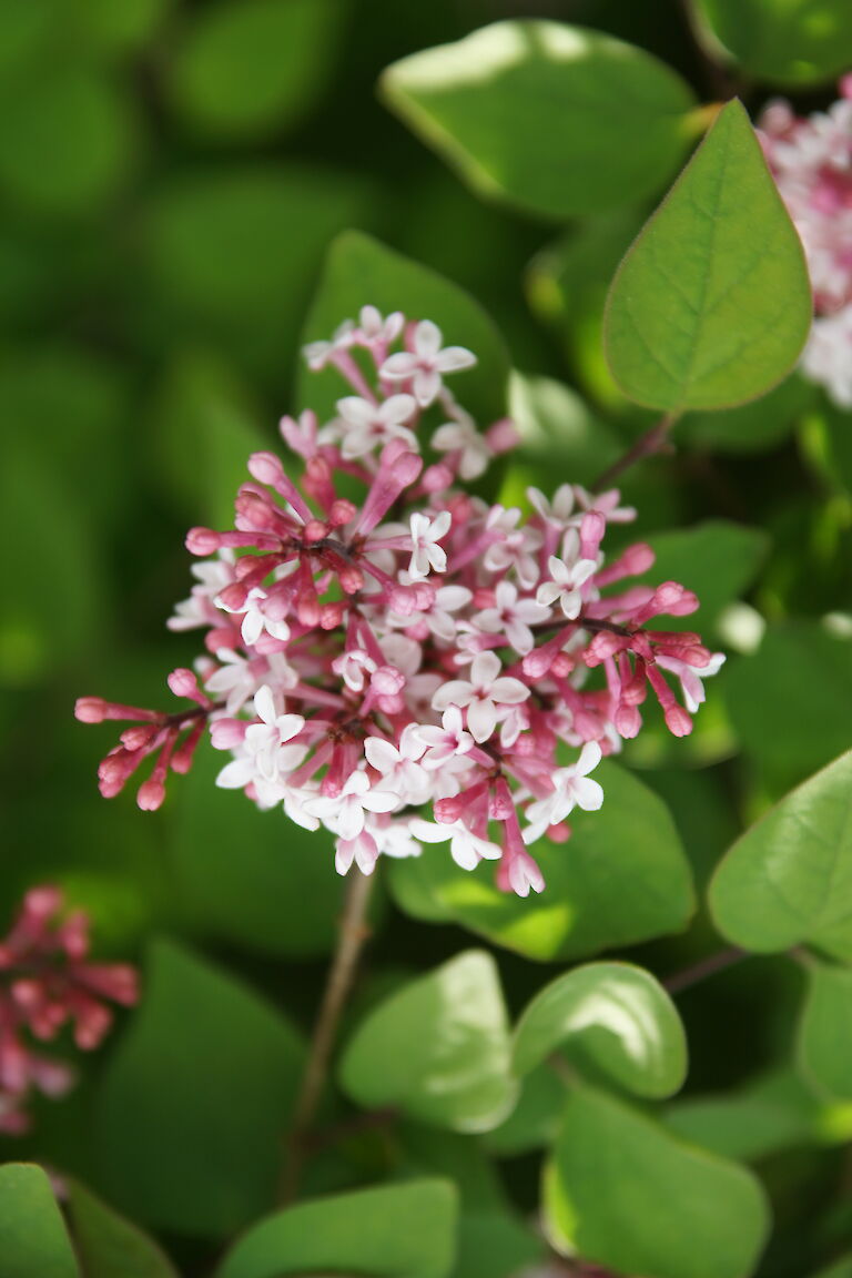 Syringa microphylla 'Superba'