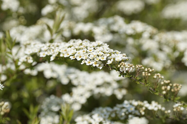 Spiraea cinerea 'Grefsheim'