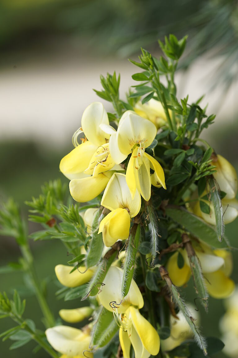 Cytisus