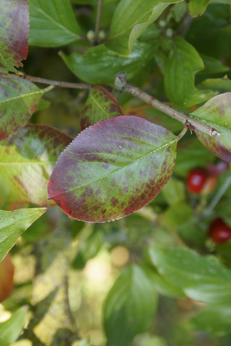 Cornus mas 'Jolico'