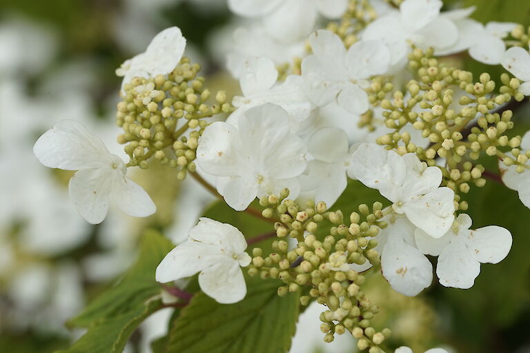 Viburnum plicatum Mariesii