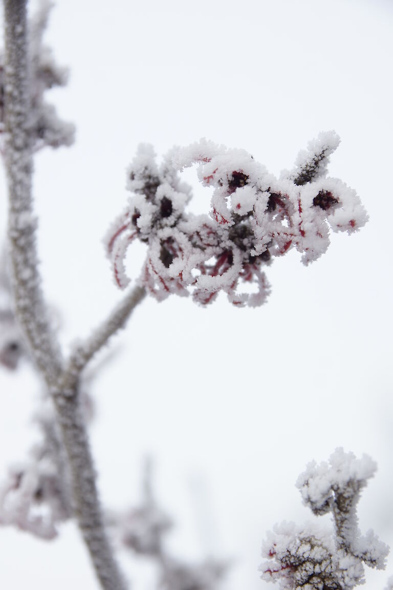 Hamamelis Winter