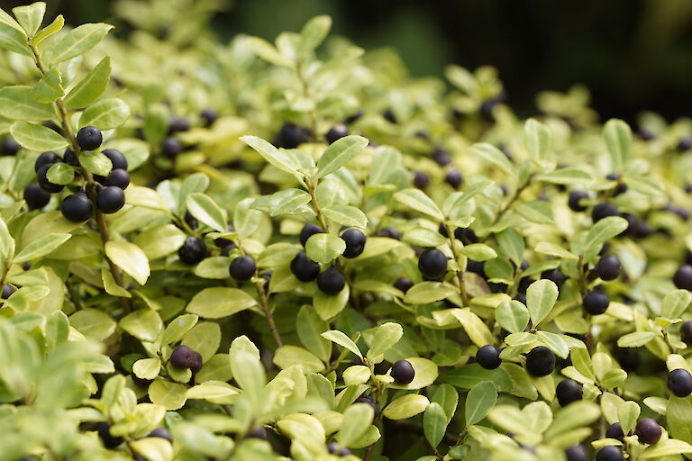 Ilex crenata Green Lustre