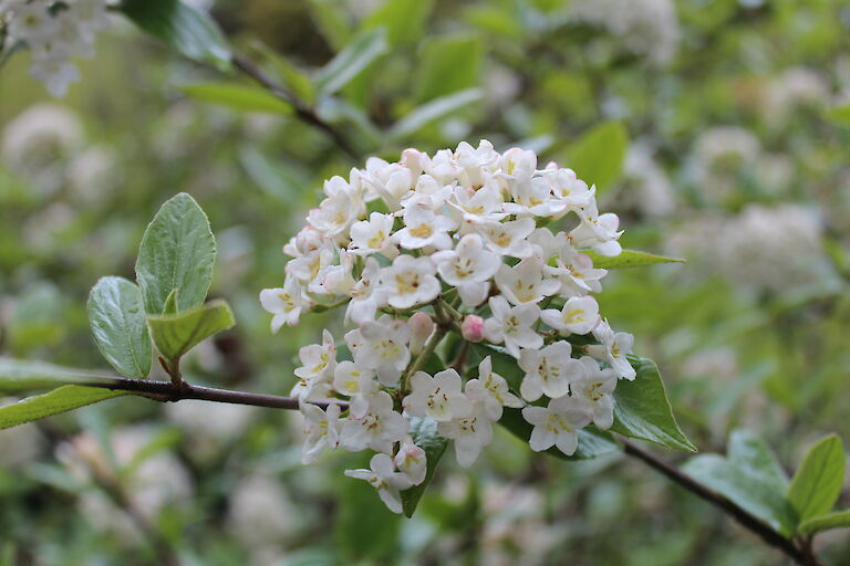 Viburnum 'Eskimo'