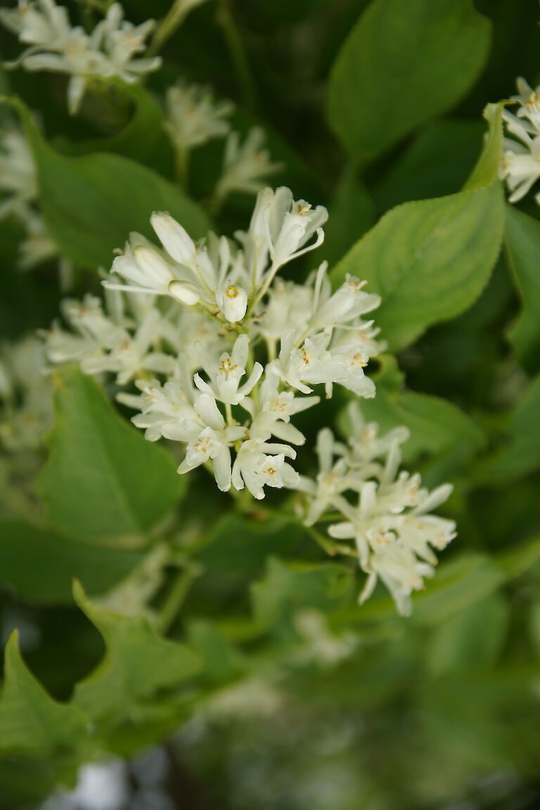 Staphylea colchica 'Pimpernuss; Klappernuss'