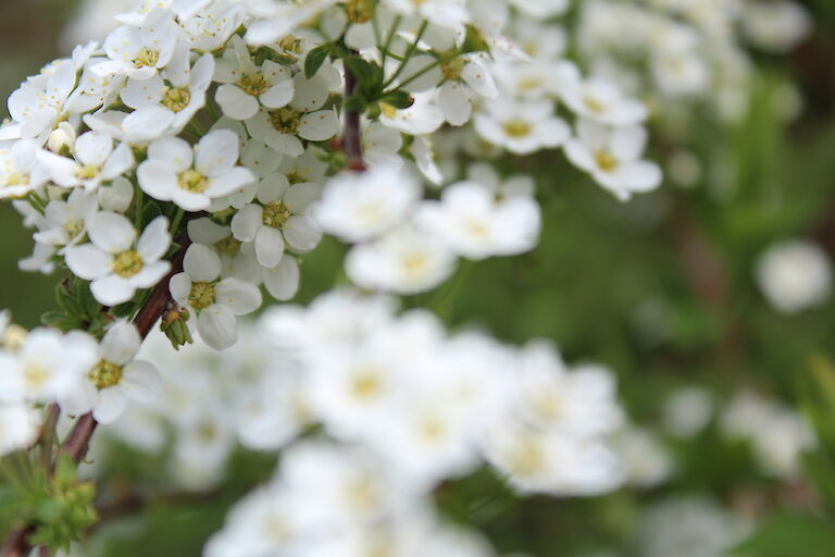 Spiraea Grefsheim