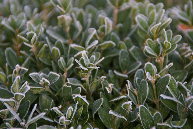 Buxus sempervirens arborescens Winter