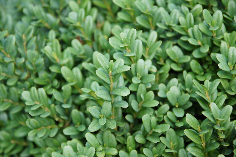  Buxus sempervirens 'Blauer Heinz'