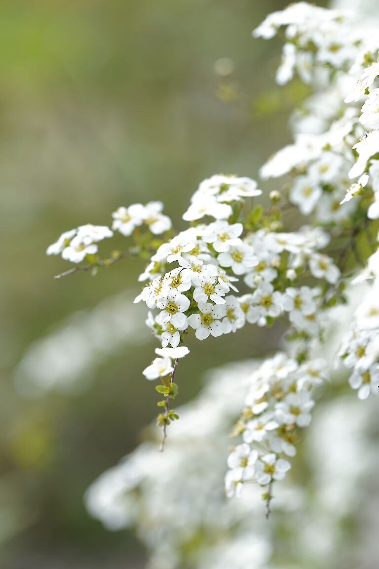 Spiraea arguta