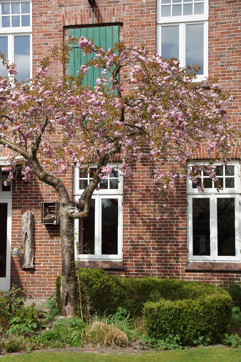 Prunus serrulata 'Kiku-shidare-zakura' 