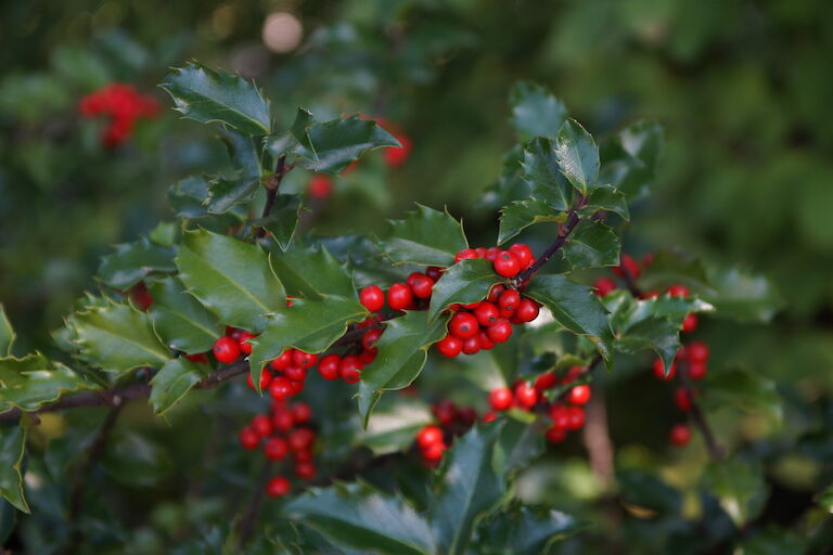 Ilex meserveae 'Blue Princess'