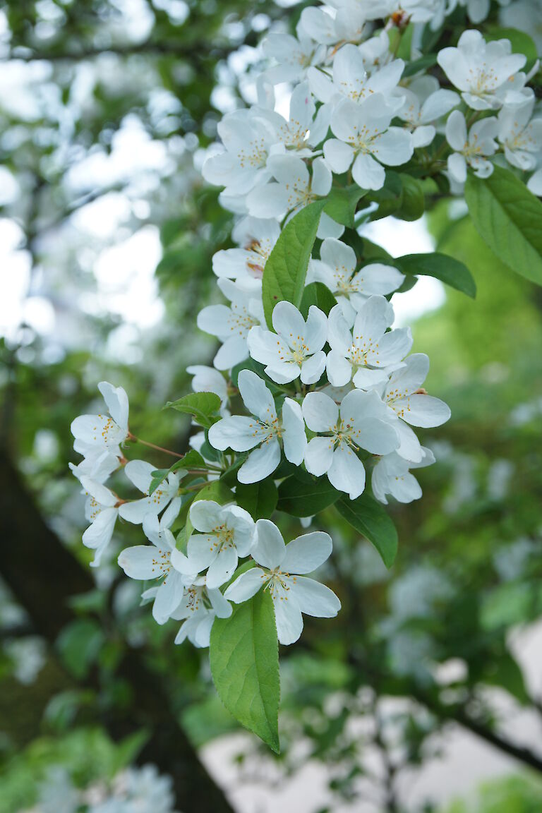 Malus sargentii