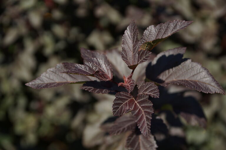 Physocarpus opulifolius 'Diabolo'