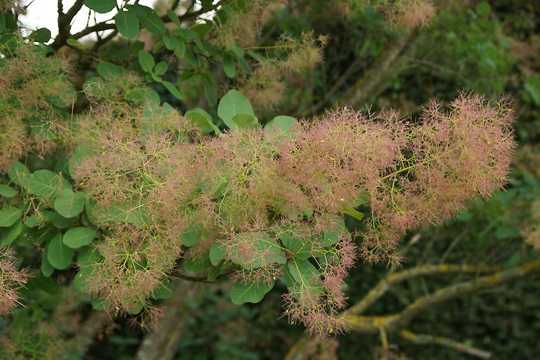 Cotinus coggygria